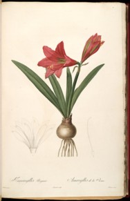 hippeastrum reginae