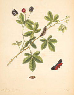 Rubus fruticosa