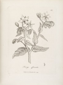 borago officinalis