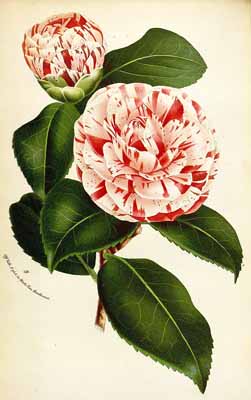 hardy camellia
