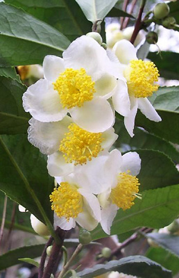 Growing Camellias Indoors