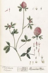 trifolium vulgare