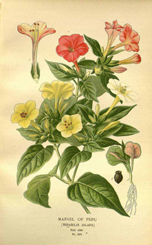 Mirabilis jalapa