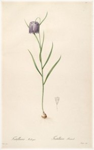 fritillaria