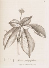 panax quinquefolium