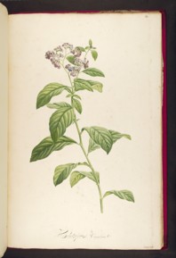 heliotropium corymbosum