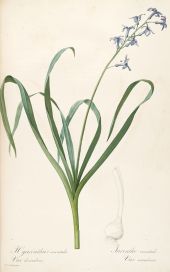 hyacinthus orientalis