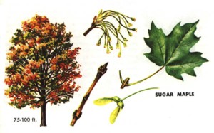 acer saccharum