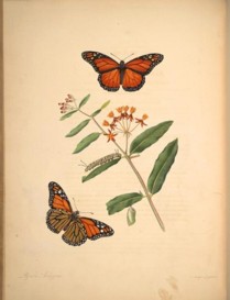 asclepias curassavica