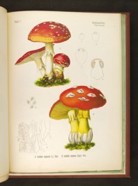 amanita muscaria