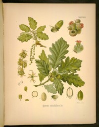 [oak]