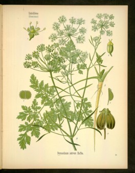 carum petroselinum