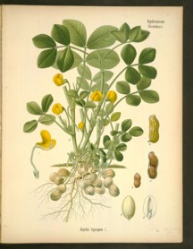 arachis hypogaea