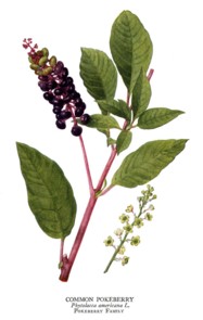 phytolacca americana