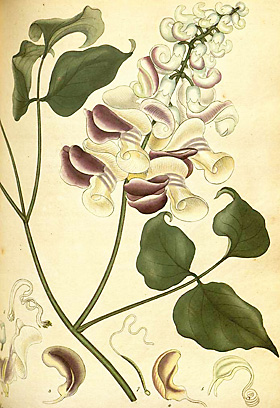 ghost plant pflege Philodendron Florida Ghost – Foliage Dreams main image 1