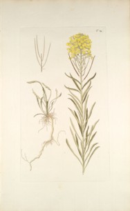 cheiranthus