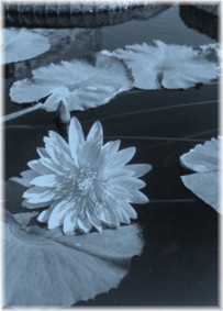 moonlit waterlily