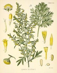 artemisia absinthium