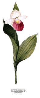 cypripedium reginae