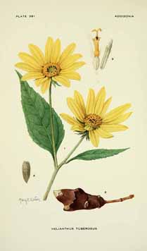 Helianthus tuberosus