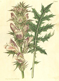 Acanthus spinosus