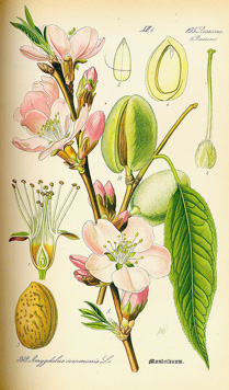 Prunus dulcis var. dulcis