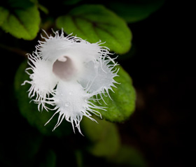 On the Fringe with the Lace Flower - Dave's Garden