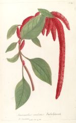 amaranthus caudatus