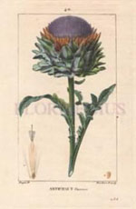 cynara scolymus