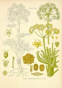 ferula foetida