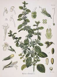 Melissa officinalis