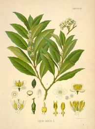 laurus nobilis