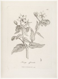 borage