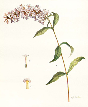 Buddleja davidii