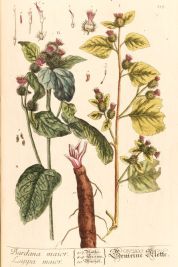 arctium lappa