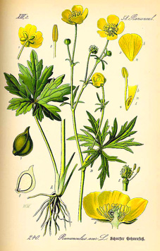 Ranunculus acris