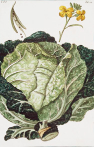 Brassica oleracea var.capitata