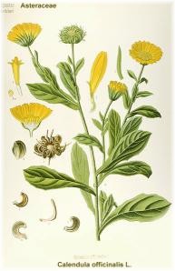 calendula