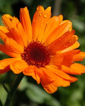 calendula