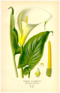 calla aethiopica