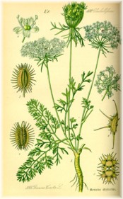 Queen Anne's Lace