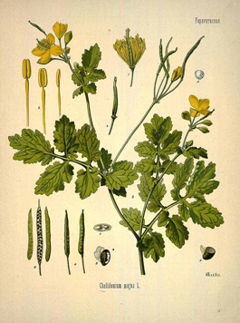 Chelidonium majus