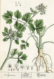 Apium graveolens