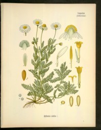 anthemis nobilis