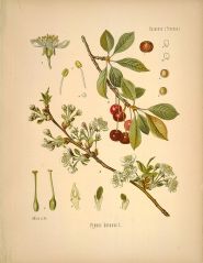 prunus cerasus