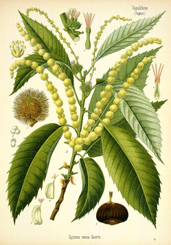 Castanea vesca