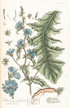 Cichorium sativa