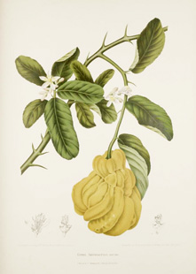 citrus medica