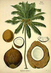 Cocos nucifera