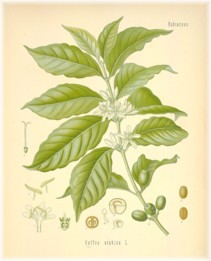 coffea arabica